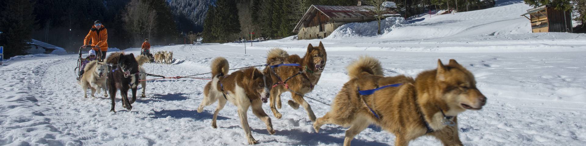 Chiens de traîneau  Les Contamines Montjoie, le village nature au pied du  Mont-Blanc