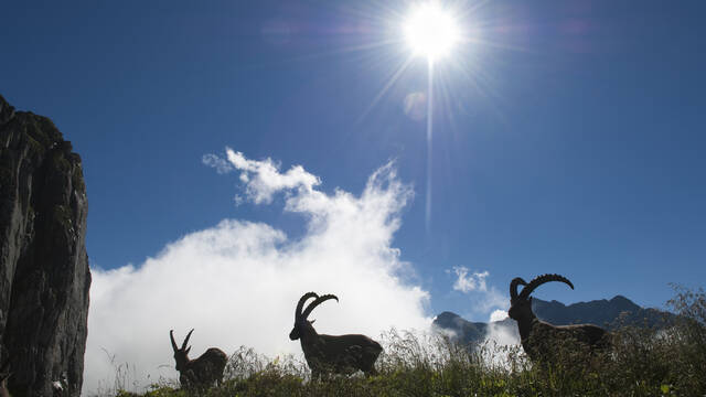 The Nature Reserve: A Protected Natural Environment