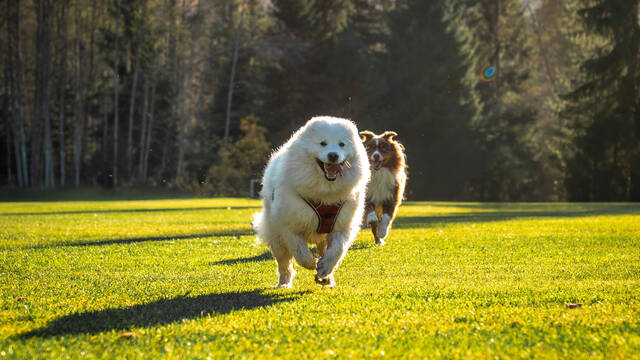 Les Contamines avec mon chien